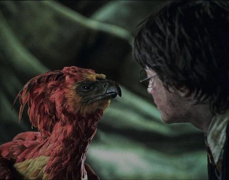 Fawkes the phoenix facing Harry